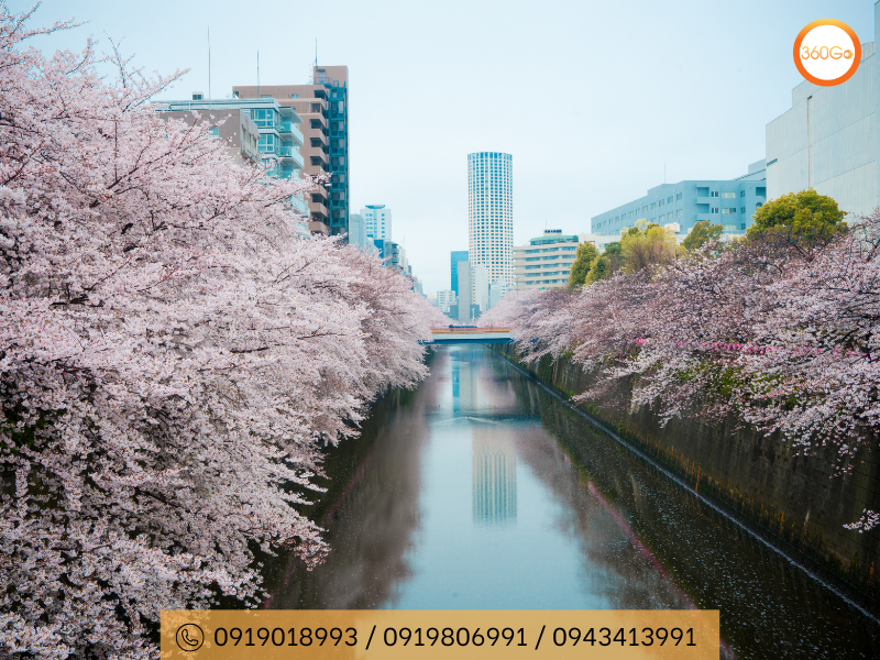 Sông Meguro - Tokyo - Du lịch 360Go